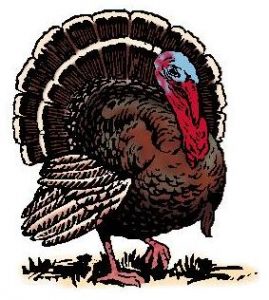 Thanksgiving_16