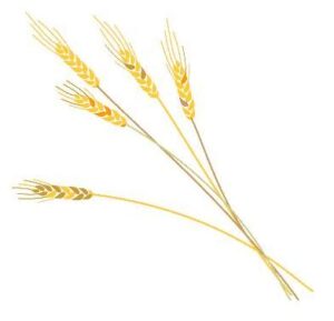 Wheat-Harvest_1