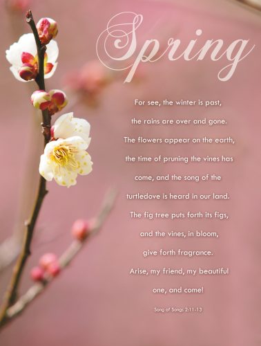 Pink Spring - Song of Songs