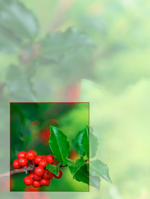 Winter Holly