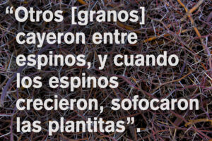 Ordinary Time - Week 15 - Gospel - Spanish