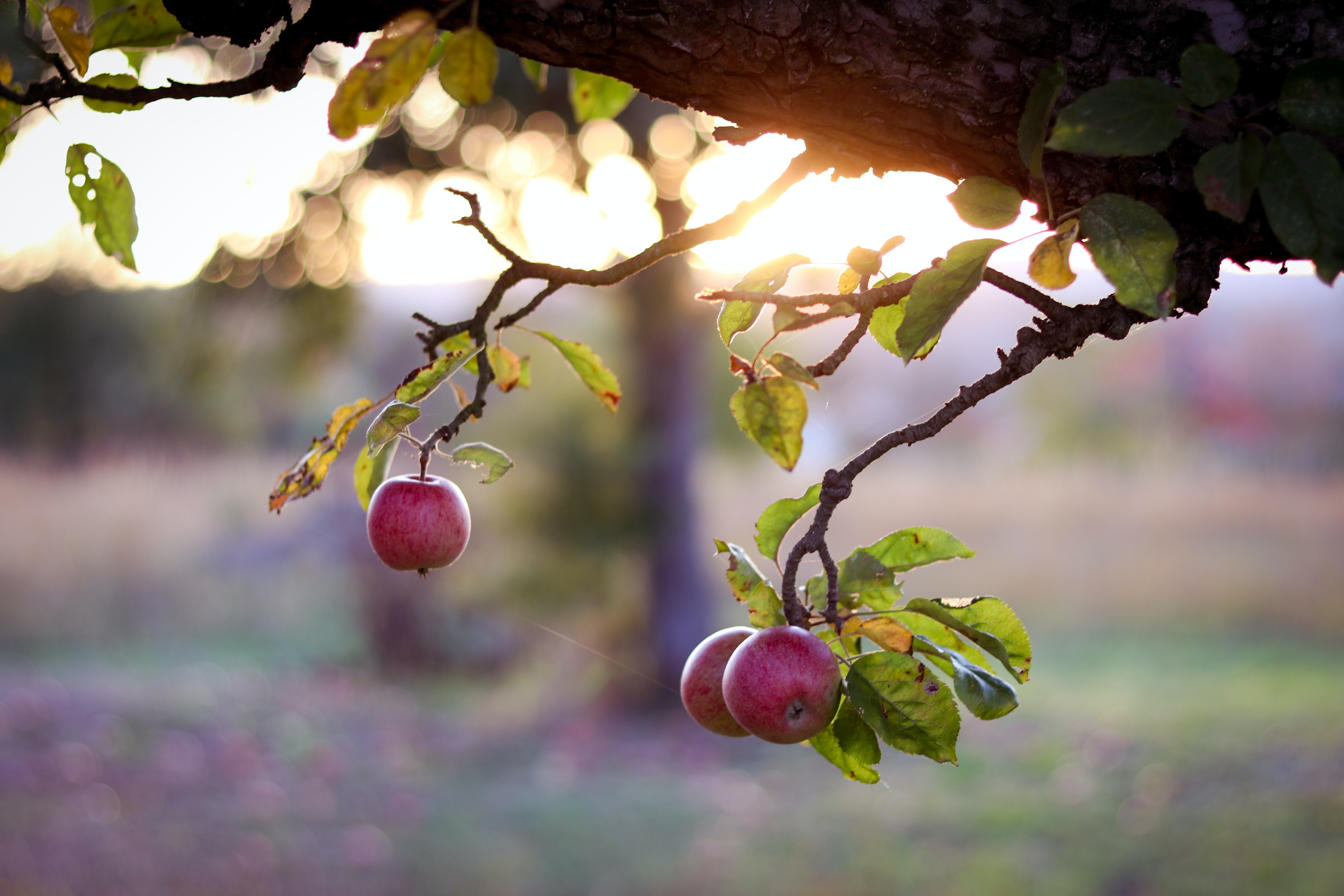 Fruitless Fruit Trees / Árboles Frutales Sin Frutos – Diocesan