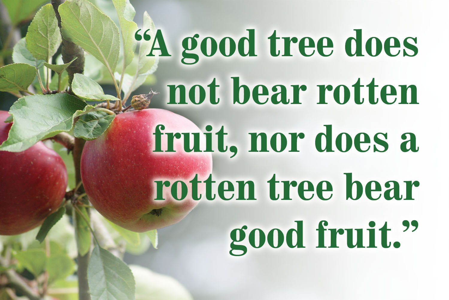 Ordinary Time - Week 8 - Gospel - English - V2 1 Ordinary Time - Week 8 - Gospel - English - V2