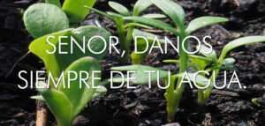 Ordinary Time - Week 15 - Response - Spanish - V2